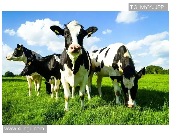 现代牧业足球的崛起与发展探索:从草根到职业的华丽转身 现代牧业足球的崛起与发展探索:从草根到职业的华丽转身